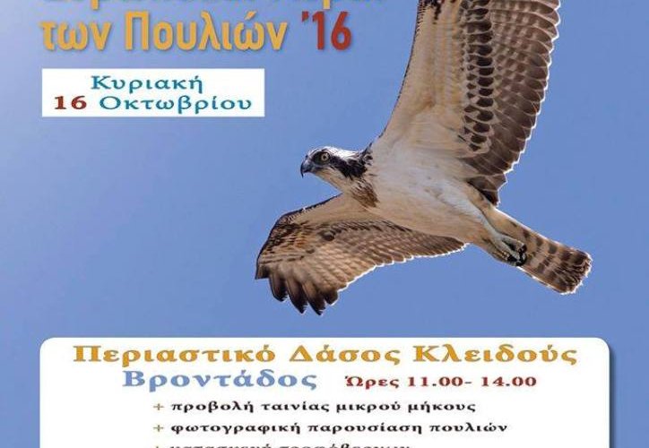 Μεγάλες ταινίες πουλί