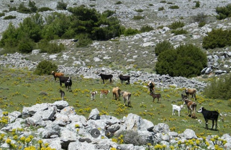 Πηγή φωτογραφίας : Μανώλης Ρωξάνας