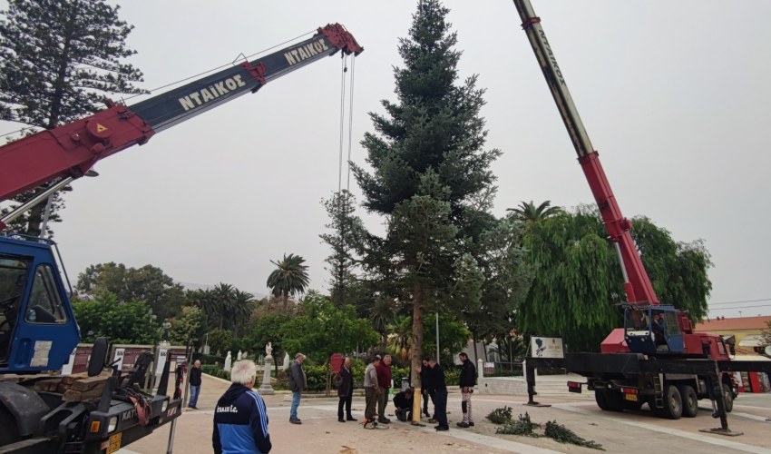 Η στιγμή της στερέωσης του δέντρου στην κεντρική πλατεία Χίου. | Politischios.gr 29.11.2021