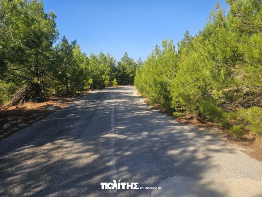 Τα πεύκα έχουν επεκταθεί στο οδόστρωμα
