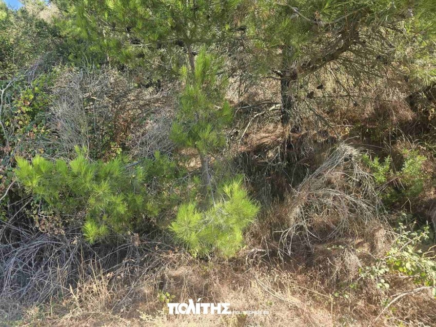 Ακαθάριστες εκτάσεις προς Καμπιά