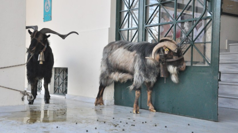 Στους δρόμους αγρότες και κτηνοτρόφοι της Χίου το πρωί της Παρασκευής