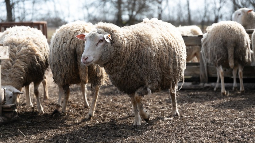 Αφθώδης πυρετός στη Λέσβο: «Lockdown» στην κτηνοτροφία μετά το πρώτο κρούσμα