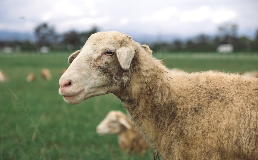 Έλεγχοι σε 177 εκτροφές για τον αφθώδη πυρετό στη Λέσβο
