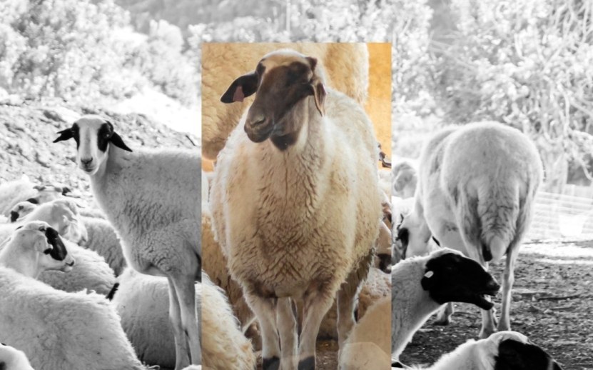 Κοινή προσπάθεια για τη διάσωση του Χιακού προβάτου