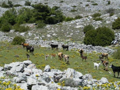 Πηγή φωτογραφίας : Μανώλης Ρωξάνας