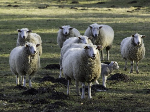 Νέα Δυναμική: Ερώτηση για τα μέτρα κατά του αφθώδους πυρετού στη Λέσβο