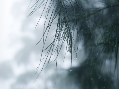 Ρεκόρ βροχοπτώσεων τον Ιανουάριο στη Χίο – Ξεπέρασε κάθε προηγούμενο ο πρώτος μήνας του 2026