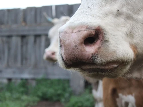 Διαδικτυακή ενημέρωση για τον αφθώδη πυρετό
