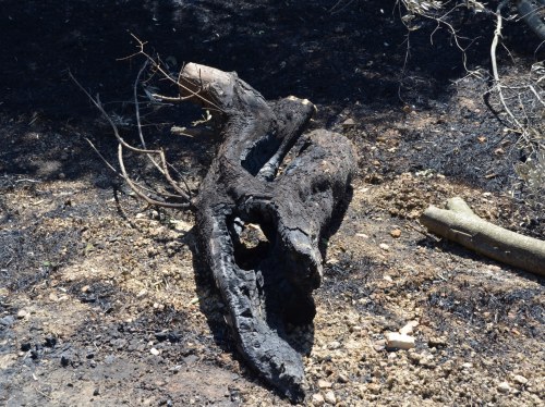 Πρόστιμο 750 ευρώ για καύση υπολειμμάτων χωρίς μέτρα πυροπροστασίας