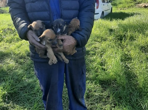 Τέσσερα κουταβάκια πεταμένα στον Δαφνώνα