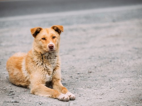 Καταφύγιο αδέσποτων ζώων - 25.000 ευρώ για μία μελέτη που ανταποκρίνεται εν μέρει στον σχεδιασμό