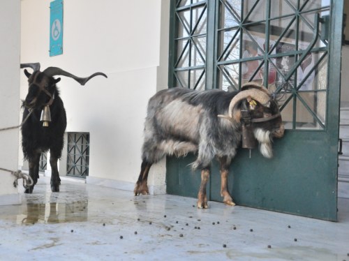 Στους δρόμους αγρότες και κτηνοτρόφοι της Χίου το πρωί της Παρασκευής