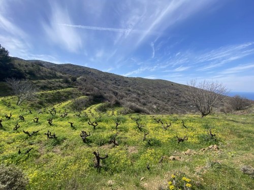 To μέλλον του Χιακού αμπελώνα προϋποθέτει  ορθές γεωργικές πρακτικές και φιλοπεριβαλλοντικό αποτύπωμα