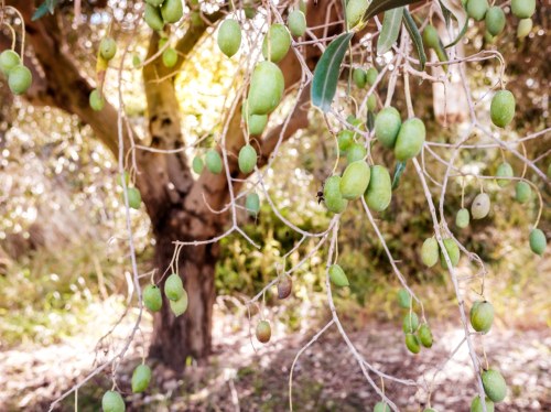 Μειωμένη η παραγωγή λαδιού στη Χίο εξαιτίας των πυρκαγιών