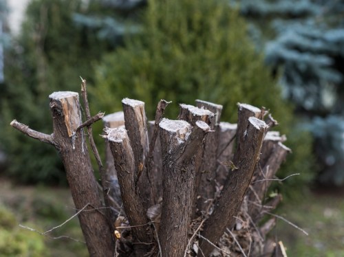 Κοπή επικίνδυνης βλάστησης για τη βελτίωση της οδικής ασφάλειας