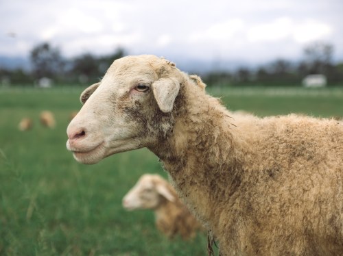 Έλεγχοι σε 177 εκτροφές για τον αφθώδη πυρετό στη Λέσβο