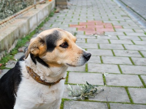 Ποινική δικογραφία και πρόστιμο για εγκατάλειψη σκύλου στη Χίο