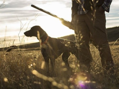 Εξετάσεις για νέους κυνηγούς στη Χίο: Οι ημερομηνίες και οι διαδικασίες