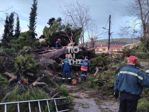 Πτώση τεράστιου πεύκου στην περιοχή της Ταξιαρχίας