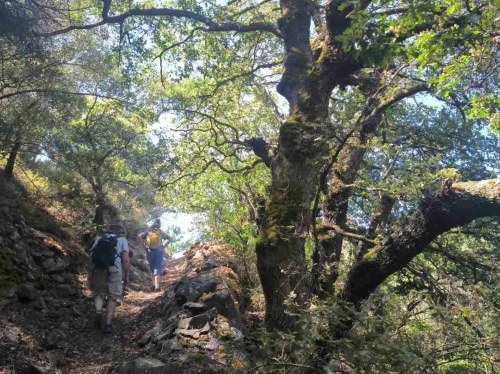 Φίλοι Μονοπατιών: Κοπή πίτας, παρέα και περπάτημα στην Αμανή