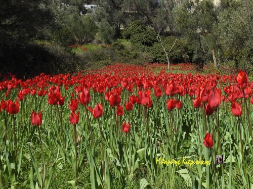 Περίπατος στις χιώτικες λαλάδες και πικ-νικ στον Άγιο Πέτρο Θολοποταμίου