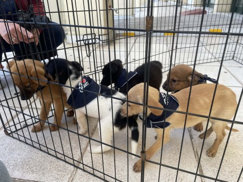 Οκτώ κουταβάκια στο επίκεντρο της 9ης γιορτής υιοθεσίας