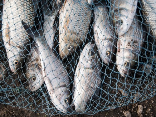 "Όχι" της Περιφέρειας στην παράνομη τουρκική αλιεία