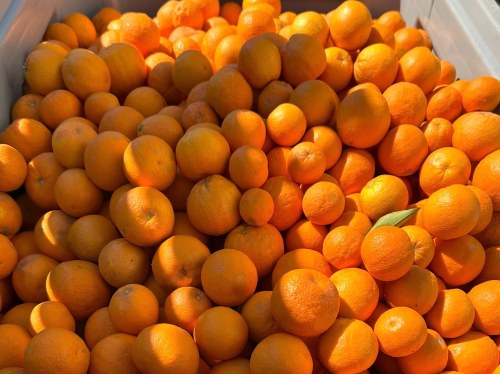 Κάμπος Χίου: Πρόσκληση για συγκομιδή Φρούτων 2026