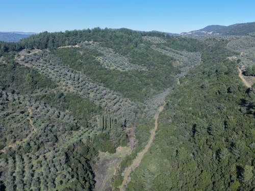 Παγκόσμια Ημέρα Δασών 2026: Ασπίδα ζωής και ανάπτυξης για το Αιγαίο