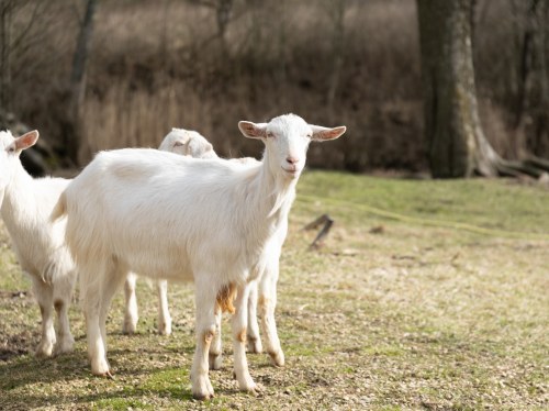 Λέσβος: Σε αδιέξοδο οι κτηνοτρόφοι από την απαγόρευση μεταφοράς γαλακτοκομικών