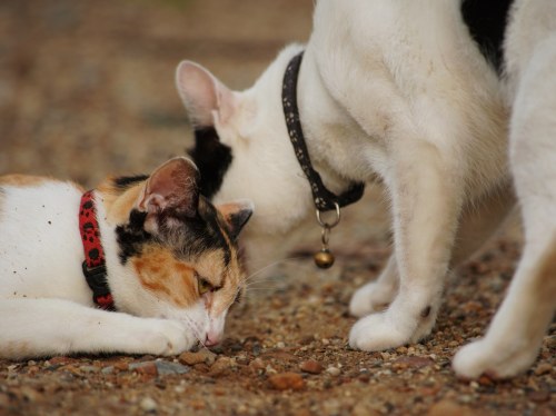 Ειδική ημερίδα για την προστασία των ζώων από τον Δήμο Χίου