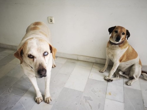 Τραγικός αποχαιρετισμός στον Ρεβυθούλη