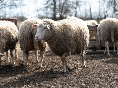 Αφθώδης πυρετός στη Λέσβο: «Lockdown» στην κτηνοτροφία μετά το πρώτο κρούσμα
