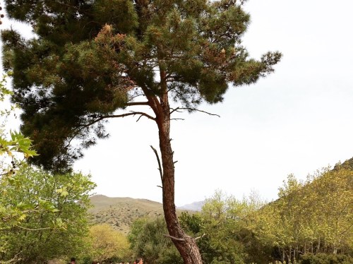 Αμανή: Εντός Natura – εκτός ευθύνης