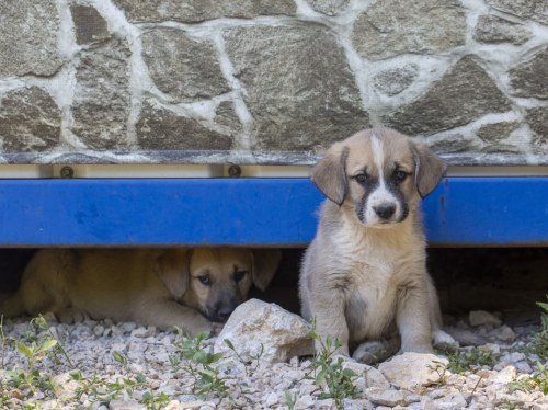 Στην τελική ευθεία το καταφύγιο αδέσποτων στη Χίο