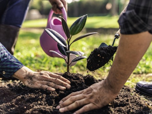 Δενδροφύτευση στη Βολισσό