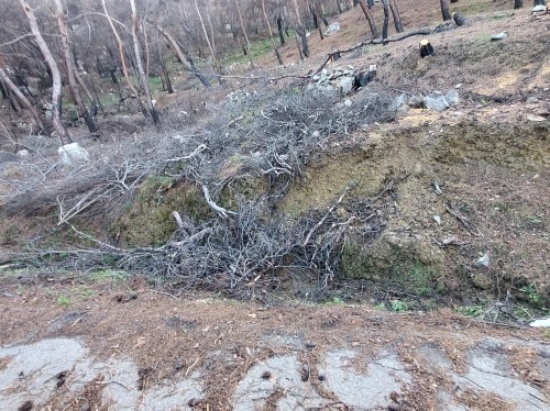 Καμπόχωρα: Επείγουσα έκκληση για καθαρισμό ρεμάτων και δασών μετά τις πυρκαγιές