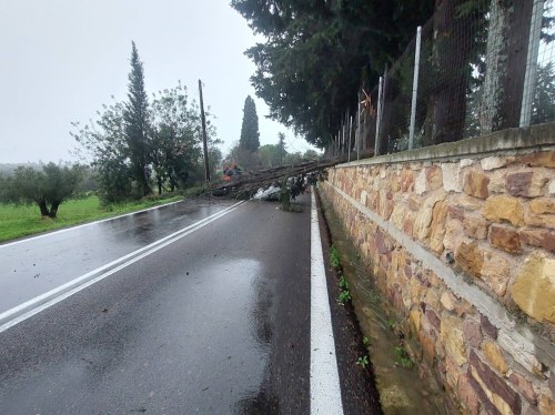 Κουτσουράδης: «Ο ανεμοστρόβιλος αποκάλυψε τα διαχρονικά προβλήματα του Χαλκειούς»