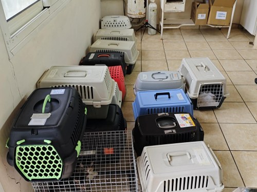 241 στειρώσεις αδέσποτων γατών από τον Δήμο Χίου