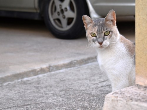 215 υιοθεσίες αδέσποτων ζώων στη Χίο το 2025