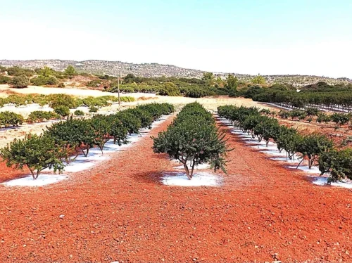 Η ΕΜΧ, ο πρόεδρος και η Mediterra