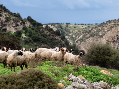 Αφθώδης πυρετός: Φεύγει από τον Περιφερειάρχη η κρίσιμη υπογραφή για τις θανατώσεις