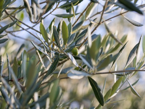 Ξεκινούν οι ψεκασμοί για τον δάκο της ελιάς