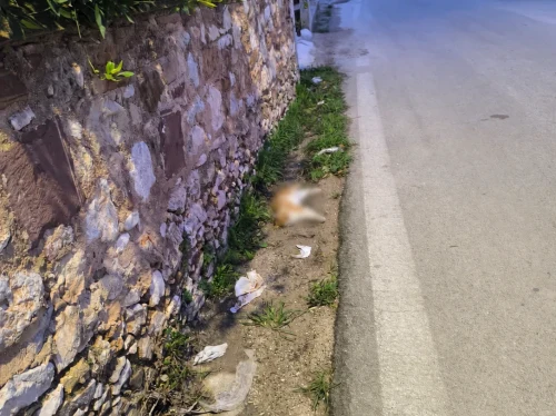 Οι δρόμοι σας, οι ζωές σας, τα ζώα σας…