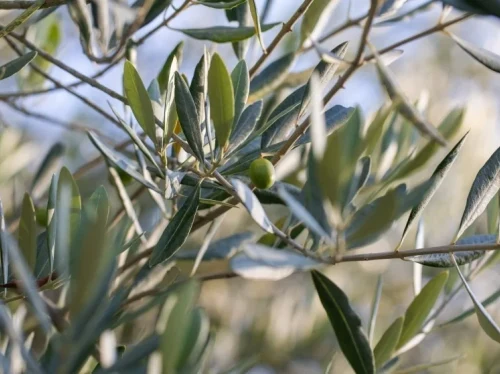 Τρίτος ψεκασμός δακοκτονίας από 25 έως 28 Σεπτεμβρίου