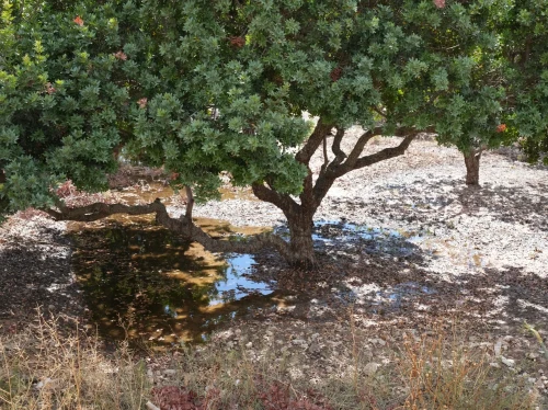 Ο αγώνας των μαστιχοπαραγωγών και οι αμετανόητοι!