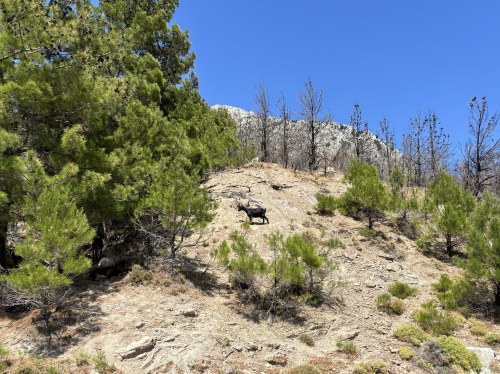 Μέχρι πότε θα ανεχόμαστε κοπάδια να βόσκουν μέσα στα καμένα;