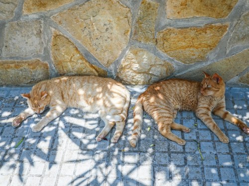 Προστασία των ζώων από τον καύσωνα: Έκκληση του Φιλοζωικού Συλλόγου Χίου