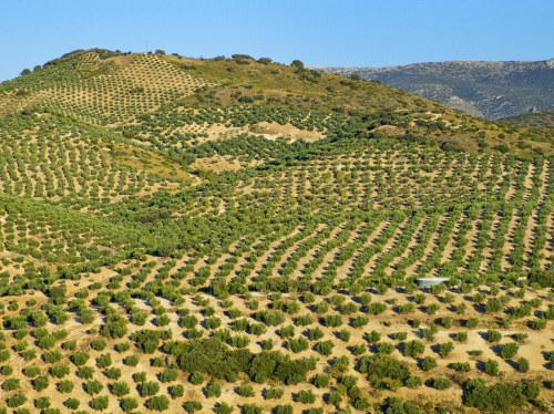 Κίνδυνος απώλειας αγροτικών ενισχύσεων στη Χίο από λάθη του Κτηματολογίου